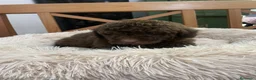 Caniche Enano perros en venta: Caniche enano chocolate en Albacete - Anuncio 5