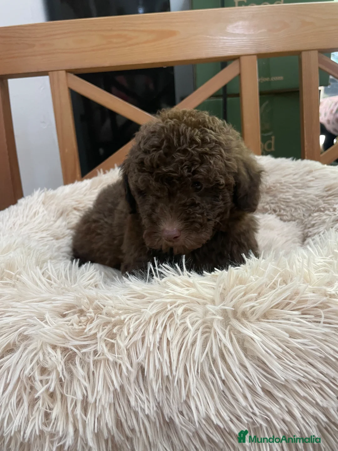 Caniche Enano perros en venta: Caniche enano chocolate en Albacete - Anuncio 5