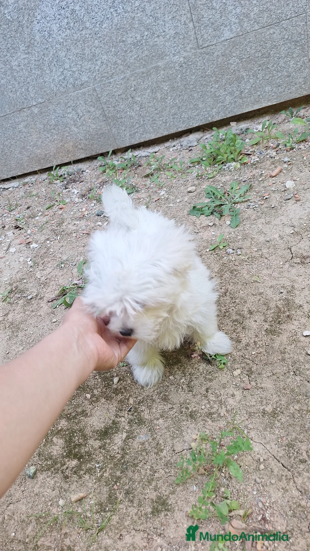 Bichón Maltés perros en venta: Bichón maltés  - Anuncio 6