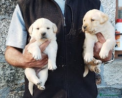Labrador Retriever perros Cachorros de Labrador - Anuncio 5