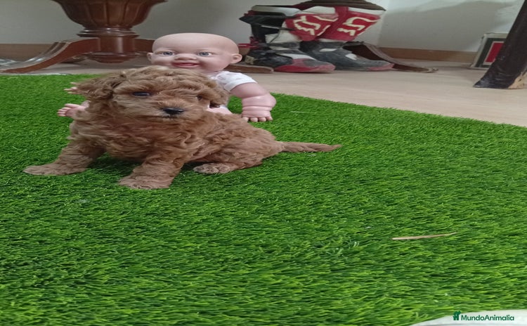Caniche Toy perros - Anuncio 3