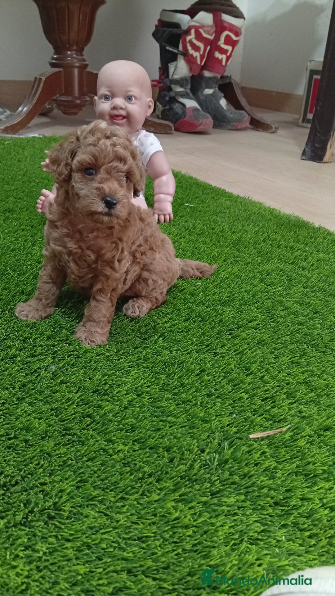 Caniche Toy perros en venta: PRECIOSA PAREJA DE CANICHE TOY - Imagen 1