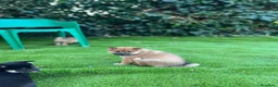 Shiba Inu perros en venta: Lindos Shiba inu en Tarragona y Barcelona 🦊✨ - Anuncio 4