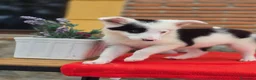 Border Collie perros en venta: Preciosos cachorros de border collie - Anuncio 3