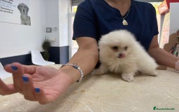 Pomerania perros en venta: Exclusivo Pomerania, muy toy - Imagen 4