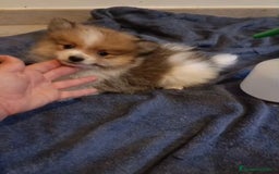 Pomerania perros en venta: Lulu pomerania toy - Imagen 11