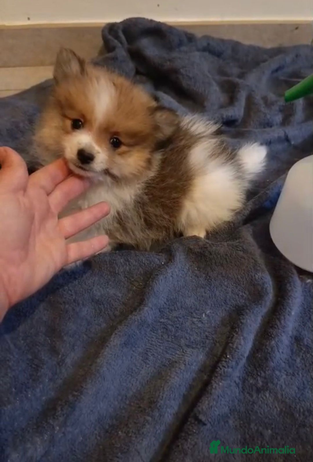Pomerania perros en venta: Lulu pomerania toy - Imagen 11
