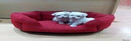 Bichón Maltés perros en venta: Bichón Maltés en Barcelona - Anuncio 6