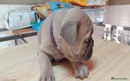 Bulldog Francés perros en venta: Bulldog francés  en León - Imagen 14