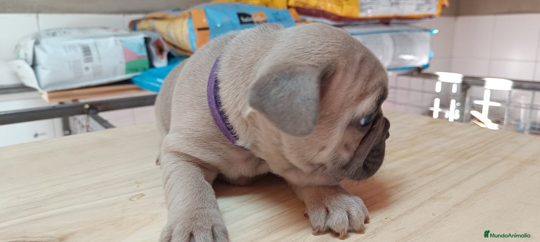 Bulldog Francés perros en venta: Bulldog francés  en León - Imagen 14