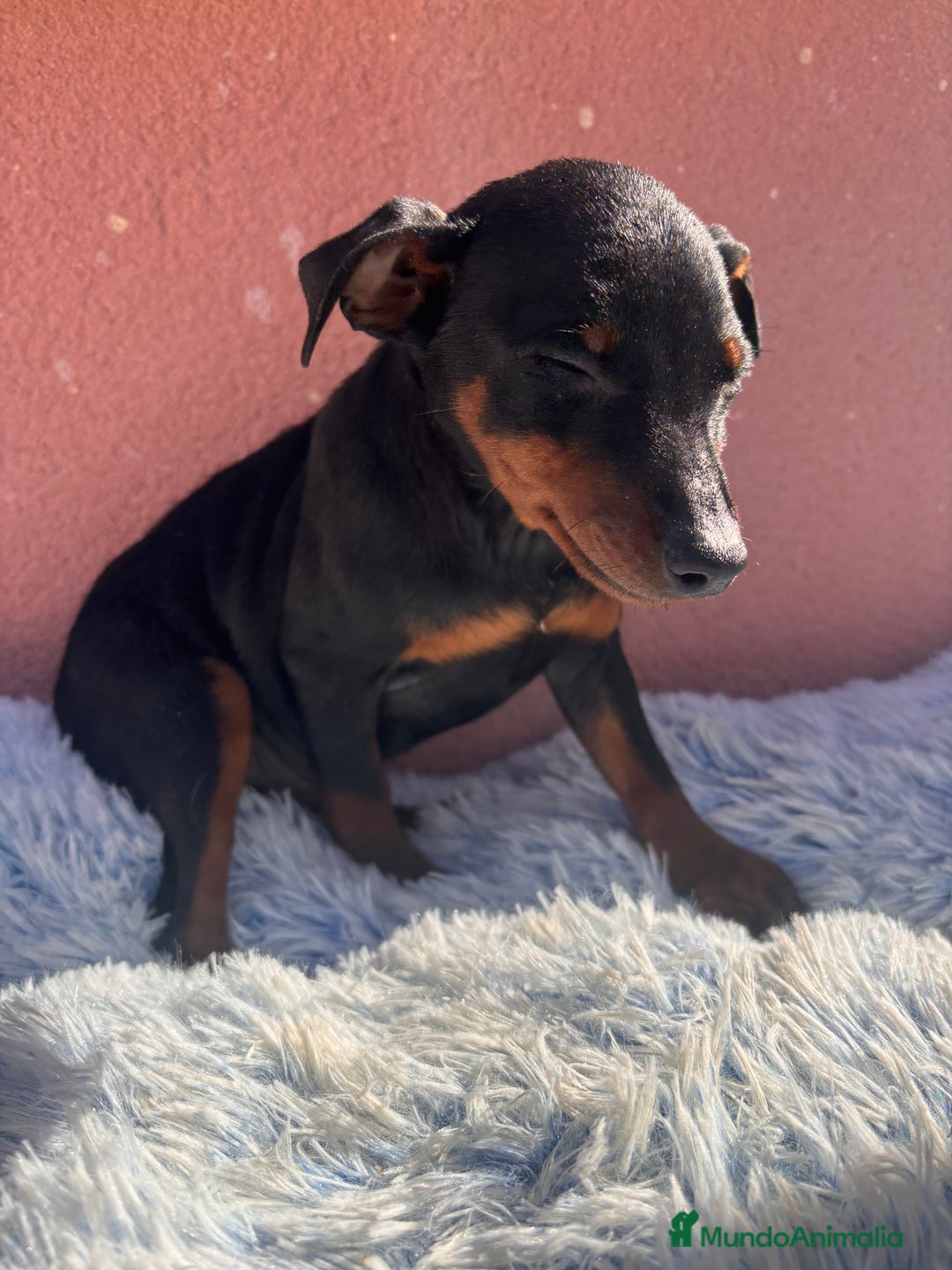 Pinscher Miniatura perros en venta: PINSCHER MINIATURA - Anuncio 2