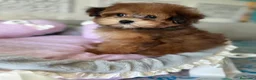 Maltipoo perros en venta: Maltipoo Hembra Toy tonalidades chocolates !! - Anuncio 8