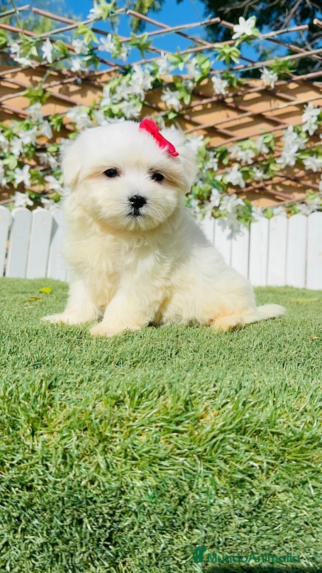 Bichón Maltés perros en venta: BICHON MALTES - Anuncio 1