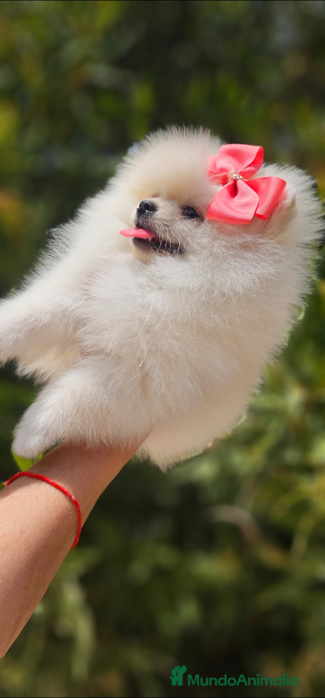 Pomerania perros en venta: HEMBRITA POMERANIA DIMINUTA  - Imagen 5