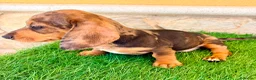 Teckel Miniatura perros en venta: Teckel miniatura merle choco - Anuncio 10