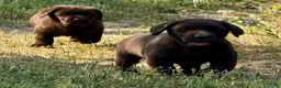 Labrador Retriever perros en venta: labrador chocolate  - Anuncio 3