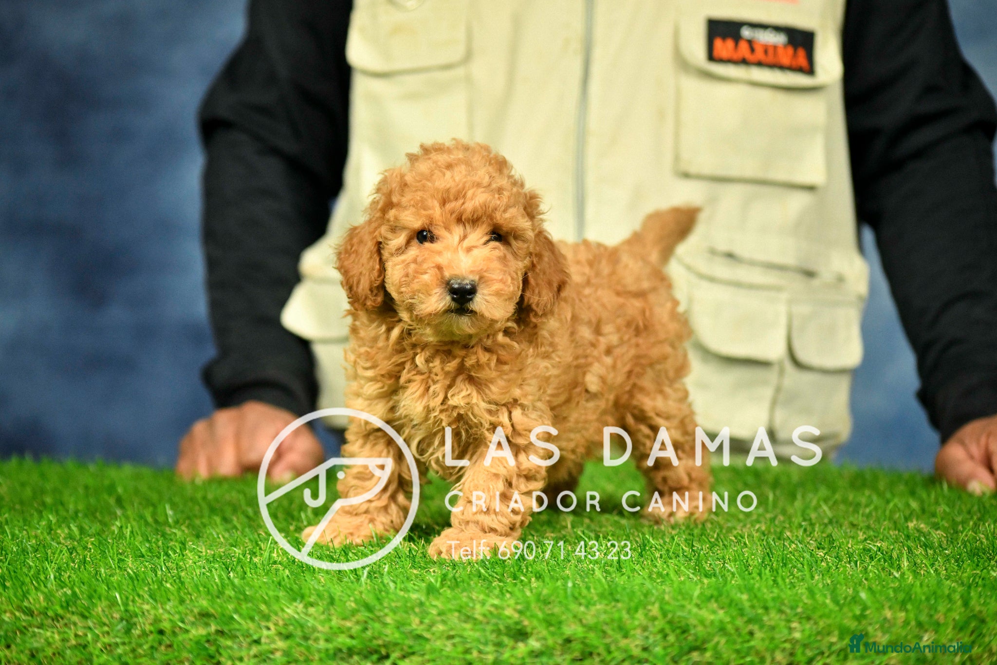 Caniche Enano perros Caniche Enano - Anuncio 9