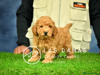 Caniche Enano perros Caniche Enano - Anuncio 9