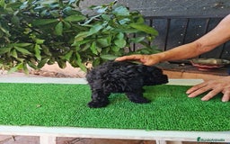 Caniche Toy perros en venta: Caniche - Imagen 8