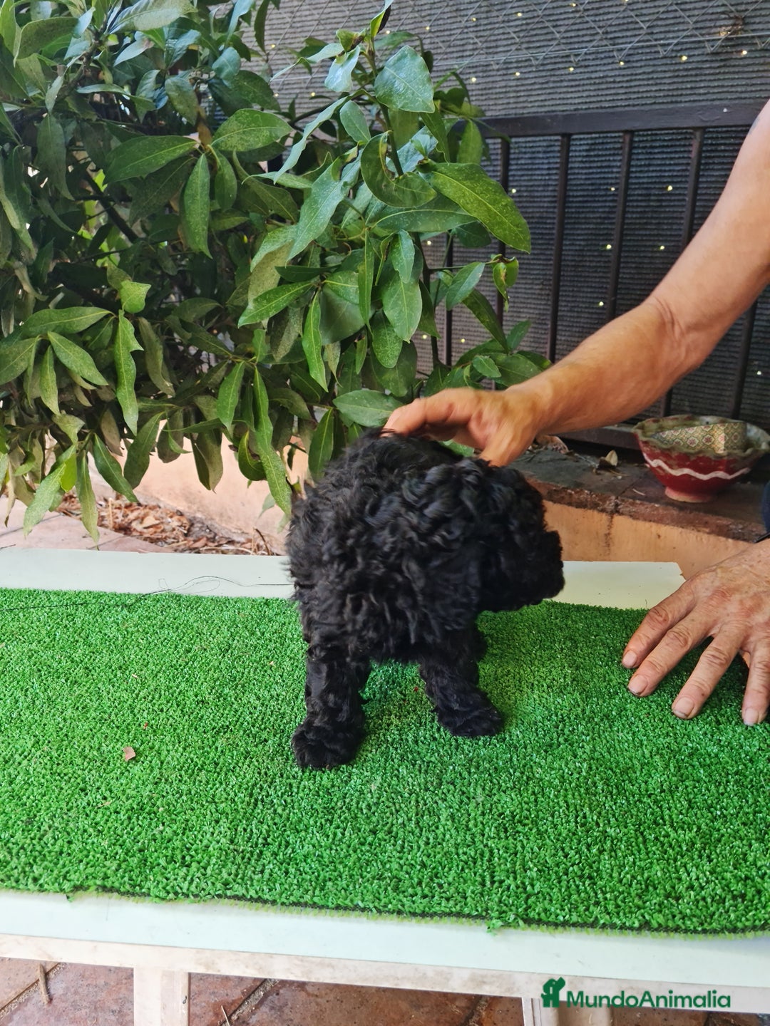 Caniche Toy perros en venta: Caniche - Imagen 8