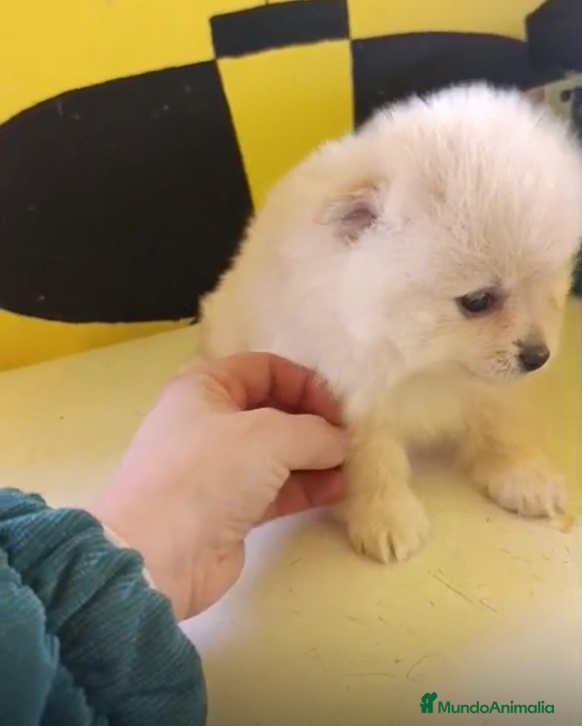 Pomerania perros Lulu pomerania toy  - Anuncio 1