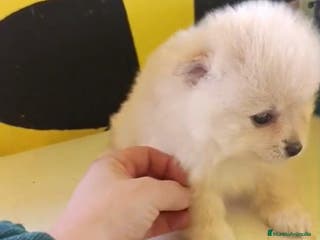 Pomerania perros Lulu pomerania toy - Anuncio 2