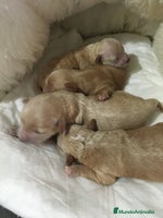 Maltipoo perros MALTIPOO APRICOT Y ROJOS en Madrid - Anuncio 3