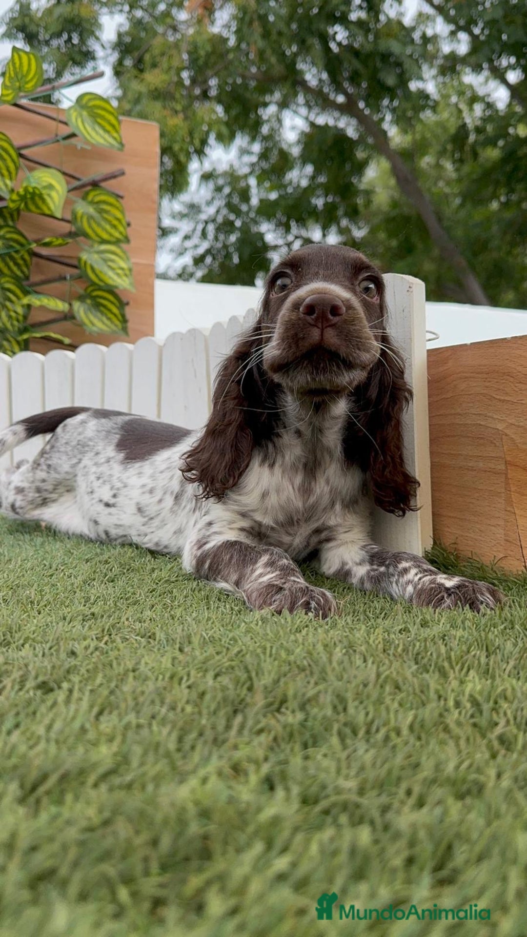 Cocker Spaniel Inglés perros en venta: COCKER RUANO - Imagen 5