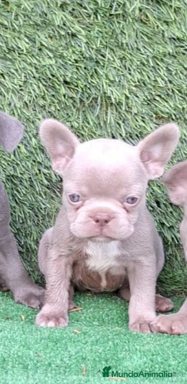 Bulldog Francés perros Bulldog francés  - Anuncio 1