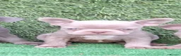 Bulldog Francés perros en venta: Bulldog francés  - Anuncio 1