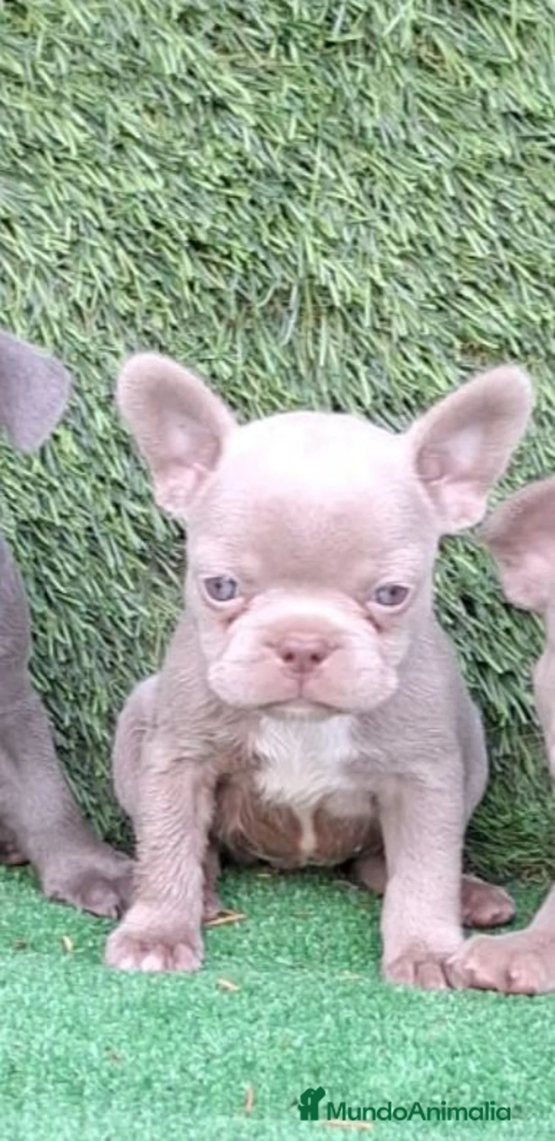 Bulldog Francés perros en venta: Bulldog francés  - Anuncio 1