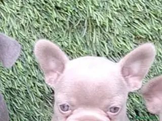 Bulldog Francés perros Bulldog francés - Anuncio 1