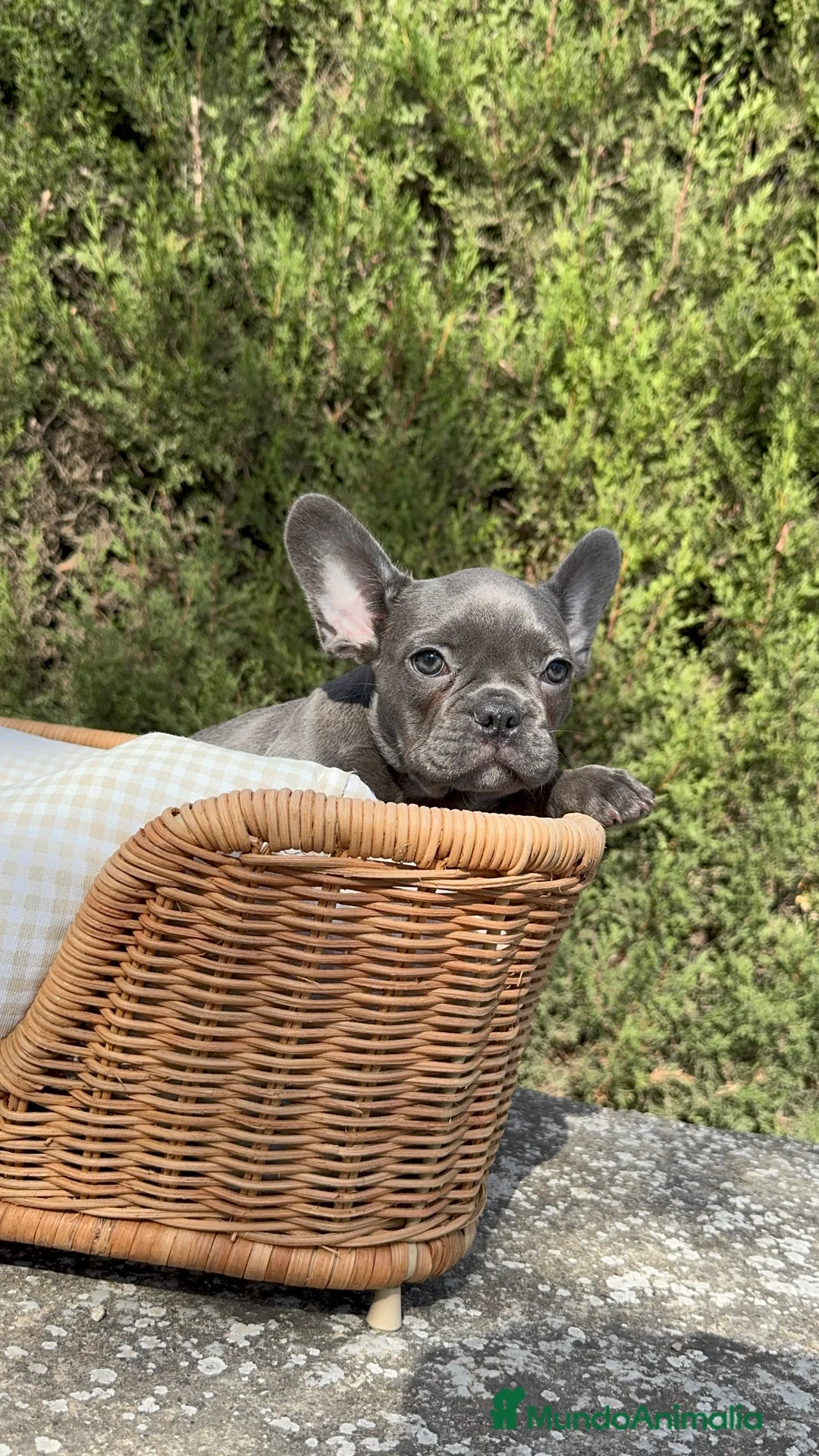 Bulldog Francés perros en venta: BULLDOG FRANCÉS EXÓTICOS  - Anuncio 3