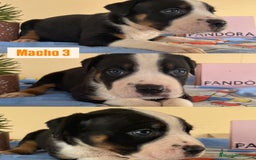 American Staffordshire-Terrier perros en venta: American Stafford  - Imagen 3
