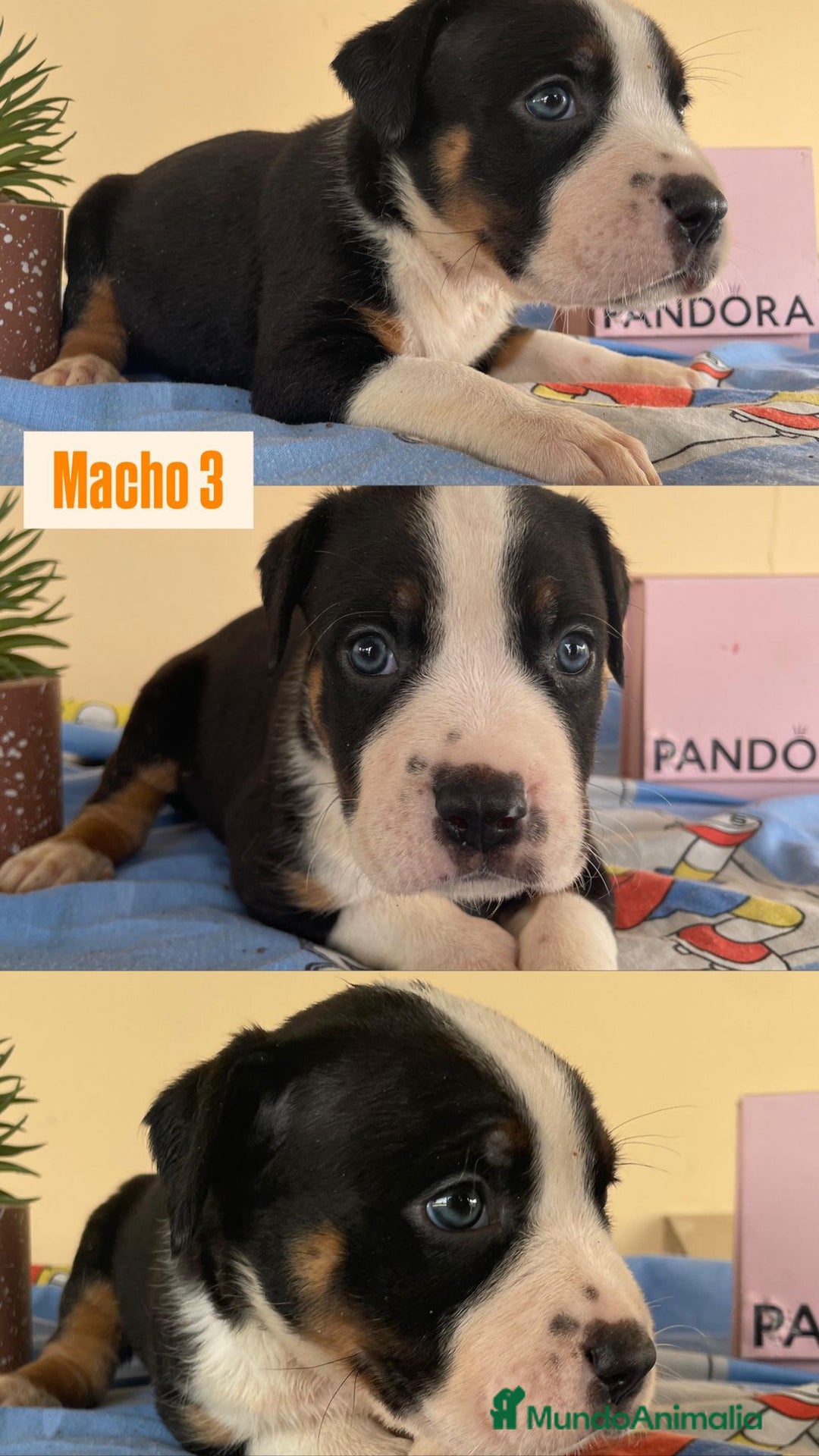American Staffordshire-Terrier perros en venta: American Stafford  - Imagen 3