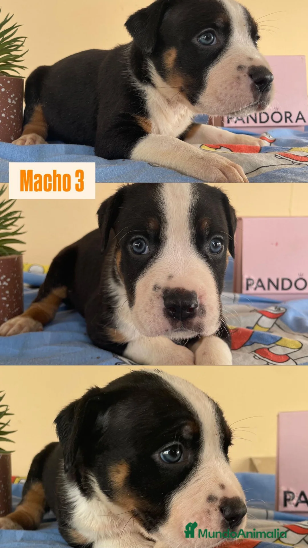 American Staffordshire-Terrier perros en venta: American Stafford  - Anuncio 3