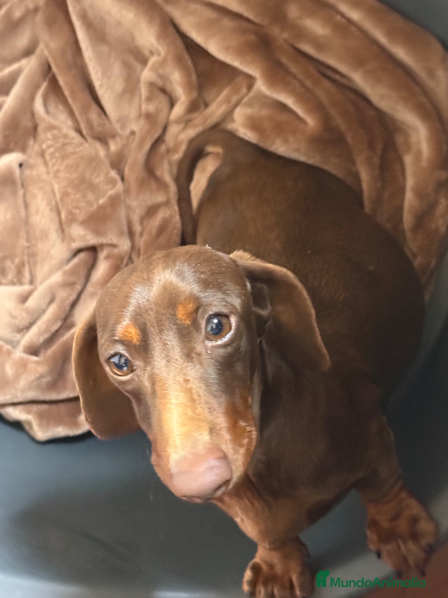 Teckel perros TECKEL KANINCHEN  - Anuncio 3