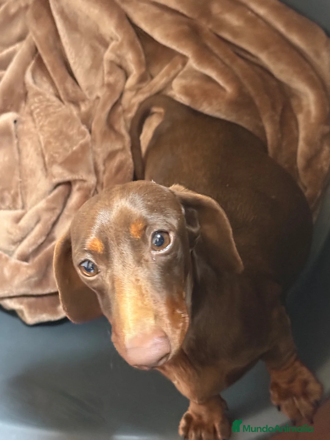 Teckel perros en venta: TECKEL KANINCHEN  - Anuncio 1