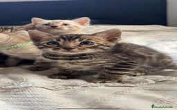 Bengalí gatos en venta: Gatitos bengalíes  - Imagen 4