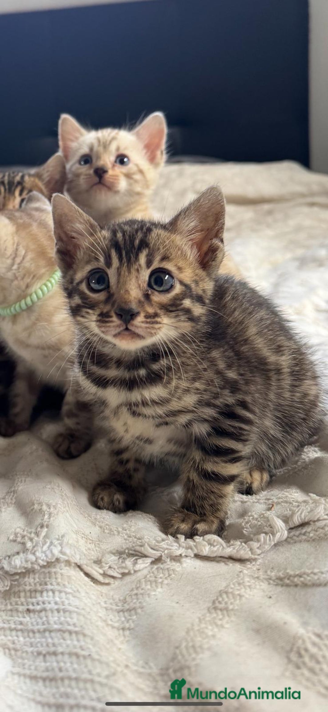 Bengalí gatos en venta: Gatitos bengalíes  - Imagen 4