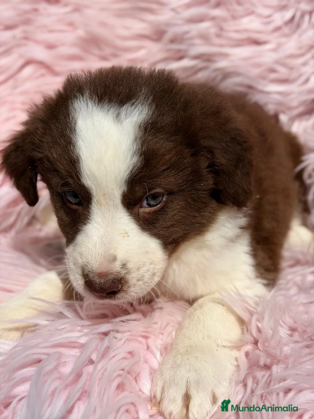 Border Collie perros en venta: BORDER COLLIE HEMBRA CHOCOLATE - Anuncio 1