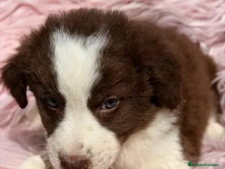 Border Collie perros BORDER COLLIE HEMBRA CHOCOLATE - Anuncio 5