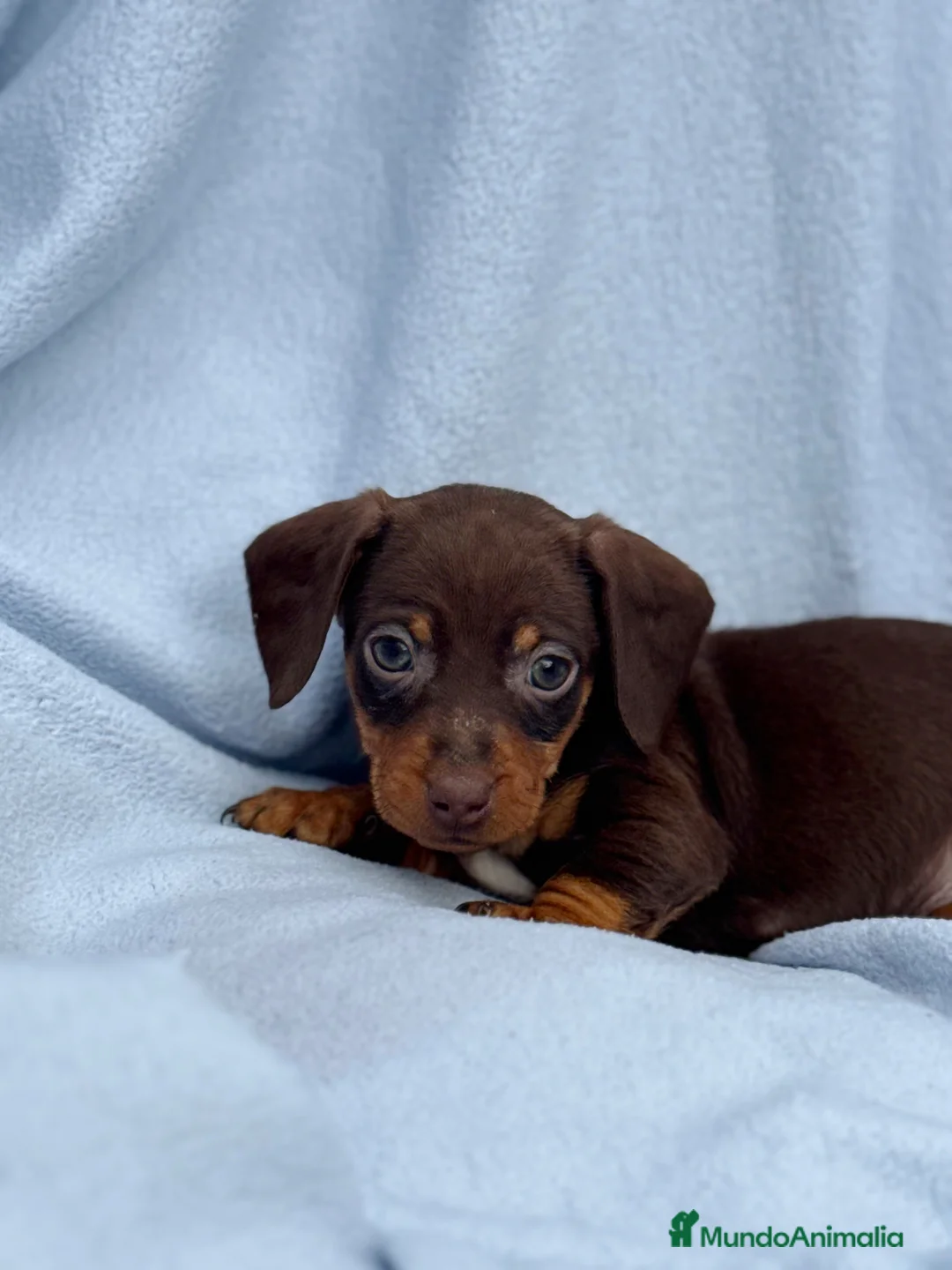 Teckel Miniatura perros en venta: Teckel mini arlequín chocolate disponible  - Anuncio 10