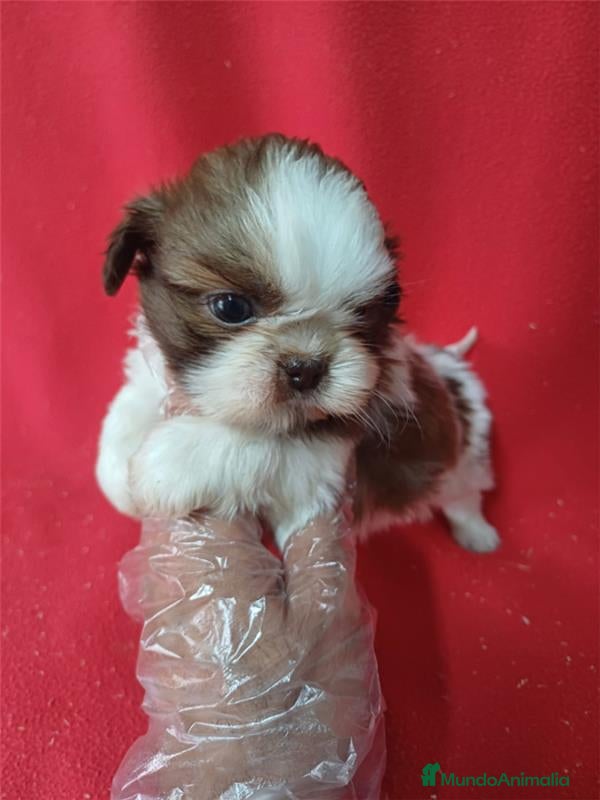 Shih Tzu perros Shitzhu  - Anuncio 2