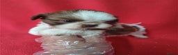 Shih Tzu perros en venta: Shitzhu  - Anuncio 1