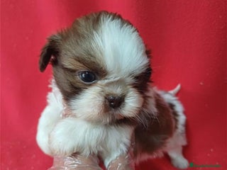 Shih Tzu perros - Anuncio 1