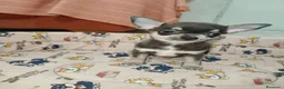 Chihuahua perros en venta: Chihuahua Toy - Anuncio 3