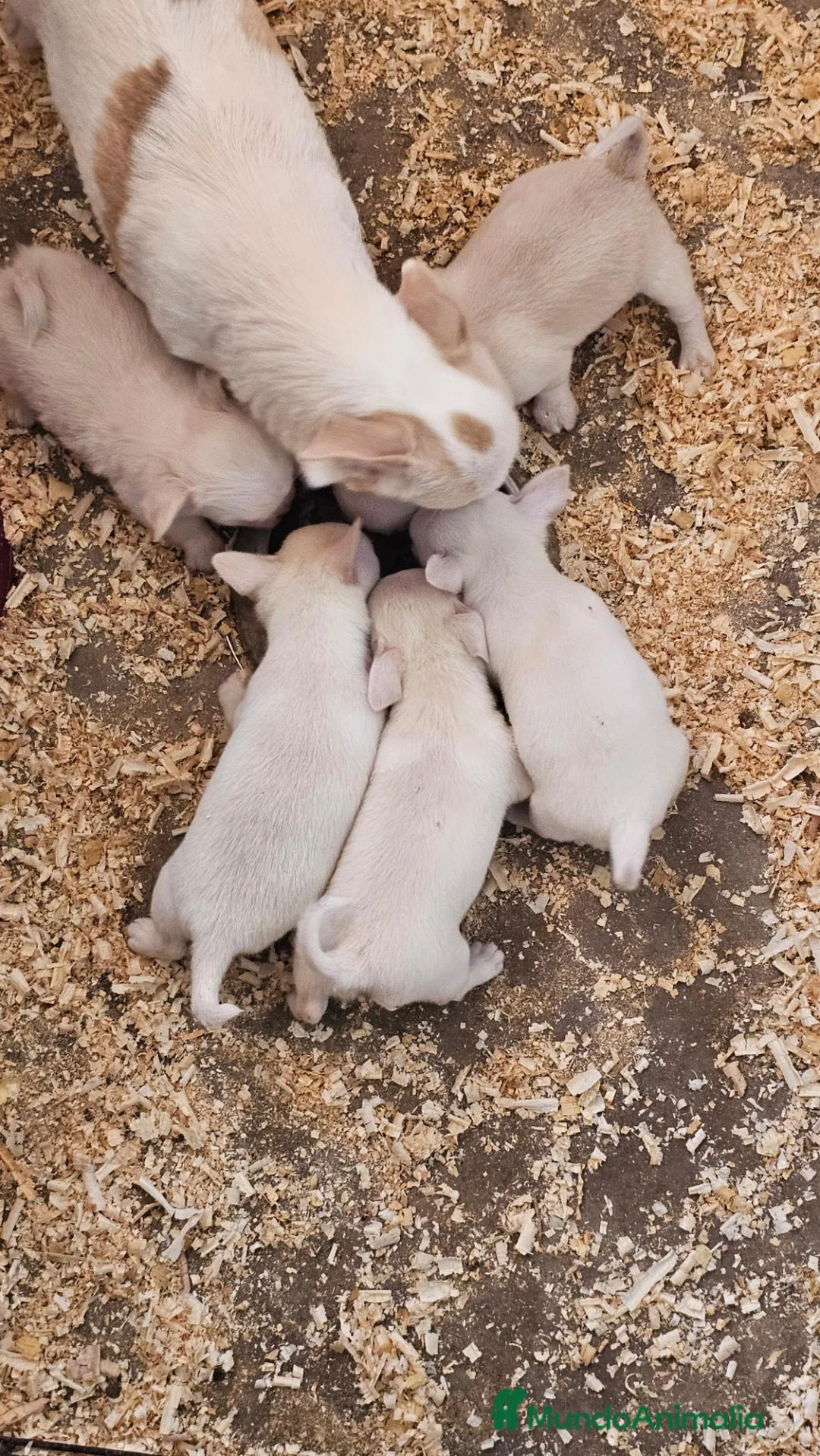 Chihuahua perros en venta: Espectaculares chihuahuas mini toy - Anuncio 1