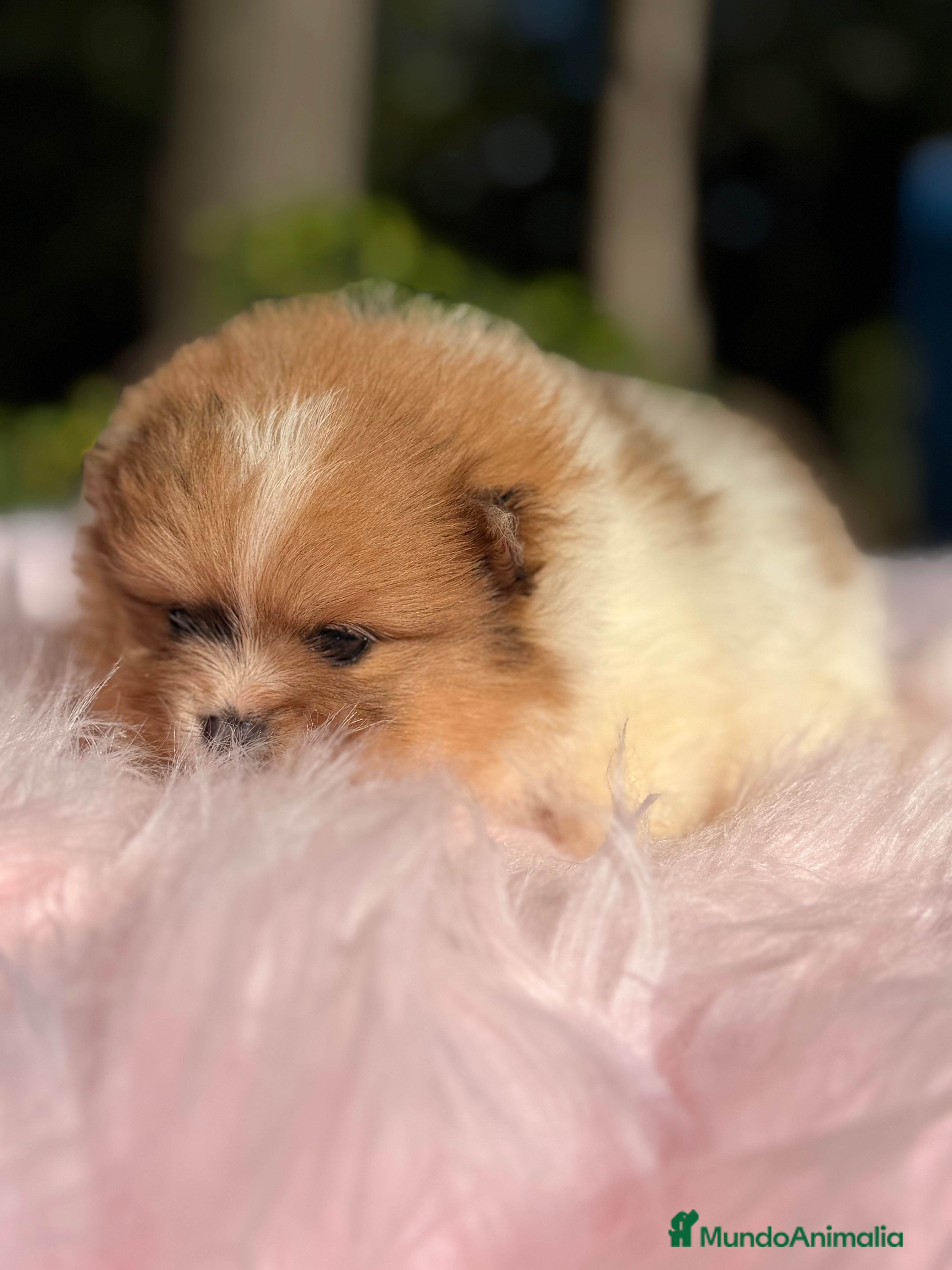 Pomerania perros Pomerania Partycolor - Anuncio 27