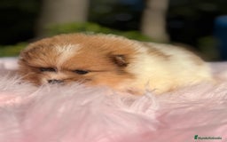 Pomerania perros en venta: Pomerania Partycolor - Imagen 1